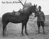 1915 Nicolaus sein russisches Reitpferd